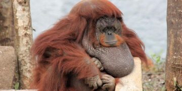 Decolonial Dialogues from Mauritius – Cambridge University Press & Assessment