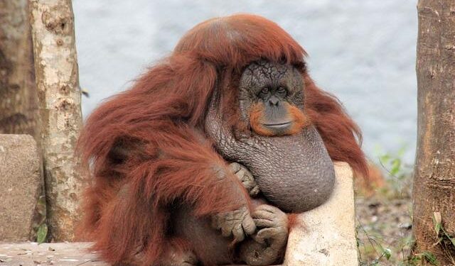 Decolonial Dialogues from Mauritius – Cambridge University Press & Assessment