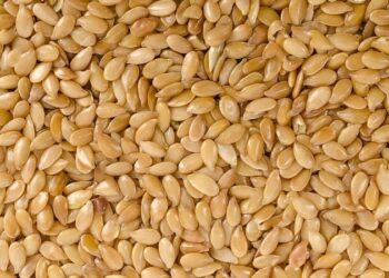 Seeds of Ethiopia, Pakistan fraternity planted under green legacy – The News International