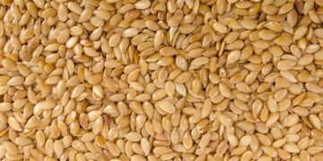 Seeds of Ethiopia, Pakistan fraternity planted under green legacy – The News International