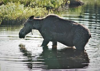 “Life is dangerous for women in this camp”: In the Central African Republic, survivors of sexual violence lose critical support as funding is slashed – unfpa.org