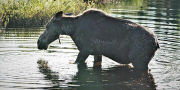 “Life is dangerous for women in this camp”: In the Central African Republic, survivors of sexual violence lose critical support as funding is slashed – unfpa.org