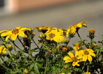 Biden arrives in Cape Verde on 1st leg of 3-day trip to Africa – Anadolu Ajansı