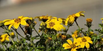 Biden arrives in Cape Verde on 1st leg of 3-day trip to Africa – Anadolu Ajansı