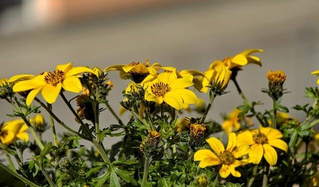 Biden arrives in Cape Verde on 1st leg of 3-day trip to Africa – Anadolu Ajansı