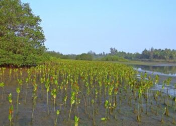 Working with Fiji’s coastal communities to protect vital mangrove forests – World Wildlife Fund