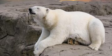 Man mauled to death by bear in Slovakia – TVP World