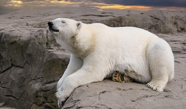 Man mauled to death by bear in Slovakia – TVP World