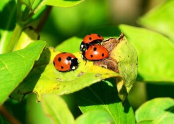 Seeing ladybugs all over the Mall of America? Here’s why. – CBS News