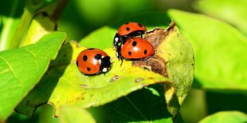 Seeing ladybugs all over the Mall of America? Here’s why. – CBS News