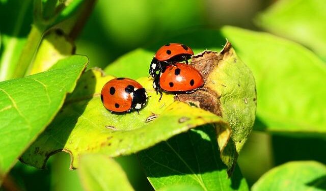 Seeing ladybugs all over the Mall of America? Here’s why. – CBS News