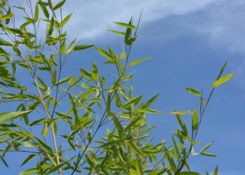 Verdant Capital Clinches Top 2 Spot in East Africa at 2024 DealMakers Awards – TechAfrica News