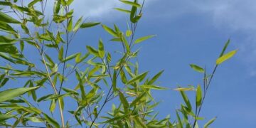 Verdant Capital Clinches Top 2 Spot in East Africa at 2024 DealMakers Awards – TechAfrica News