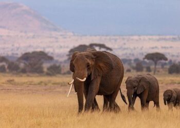 Africa CDC tracks concerning mpox rise in Uganda – CIDRAP