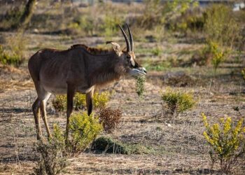 “620-HOT-TOGO”: Chappell Roan Offers “The Giver” Snippets Through Cryptic Hotline – Collider