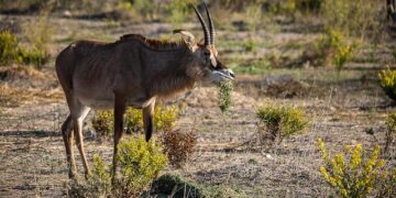 “620-HOT-TOGO”: Chappell Roan Offers “The Giver” Snippets Through Cryptic Hotline – Collider