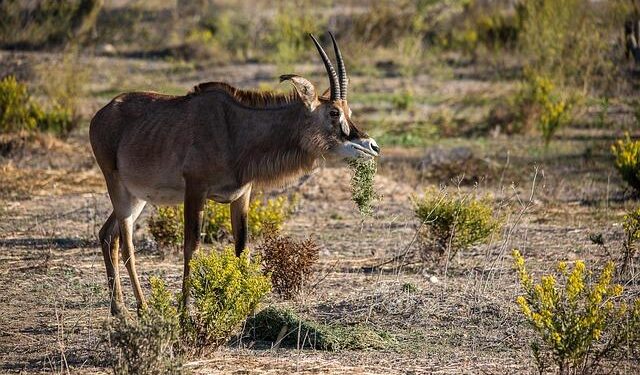 “620-HOT-TOGO”: Chappell Roan Offers “The Giver” Snippets Through Cryptic Hotline – Collider