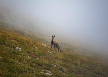 Bulgaria’s Missing Euro Debate – Jacobin