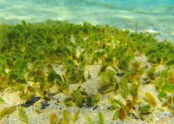 Mauritius Seagrass Meadow Nursery – Divernet
