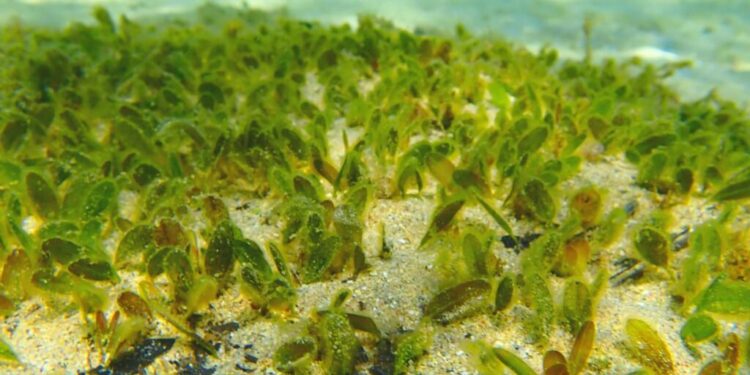 Mauritius Seagrass Meadow Nursery – Divernet