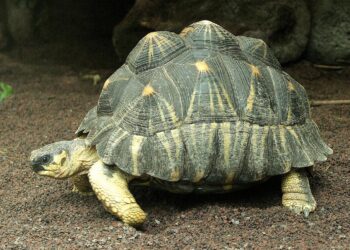 Saving Madagascar’s radiated tortoises – Zoo Atlanta