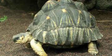 Saving Madagascar’s radiated tortoises – Zoo Atlanta
