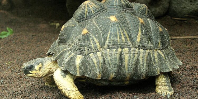 Saving Madagascar’s radiated tortoises – Zoo Atlanta