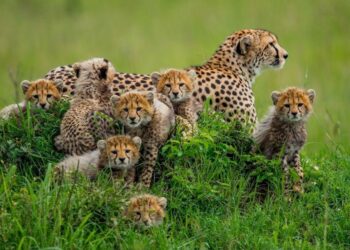 India to get more cheetahs; 8 arriving from Botswana – NewsBytes