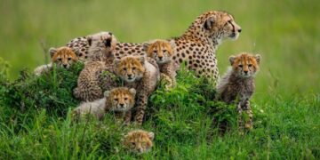 India to get more cheetahs; 8 arriving from Botswana – NewsBytes