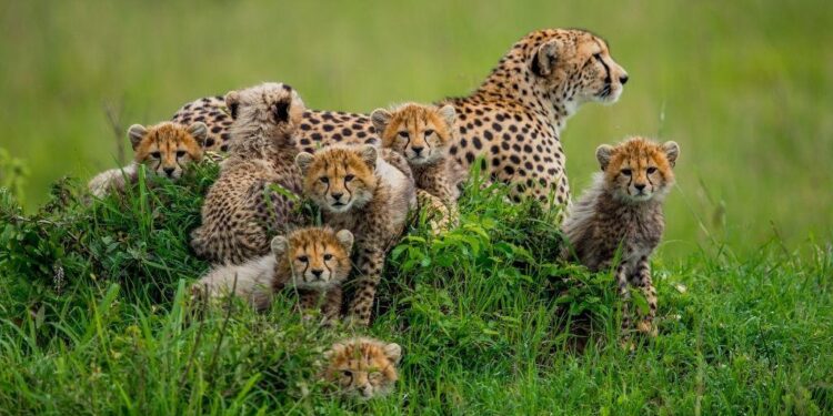 India to get more cheetahs; 8 arriving from Botswana – NewsBytes