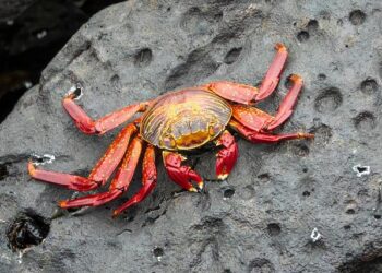 Dividing the Red Sea Amongst Many – Borkena