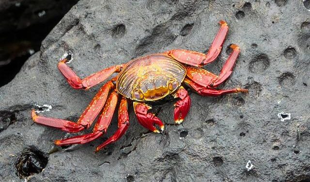 Dividing the Red Sea Amongst Many – Borkena