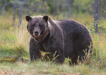Slovakia to cull 350 brown bears after fatal attack – EL PAÍS English