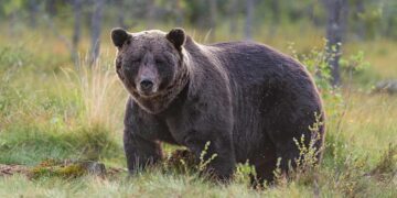 Slovakia to cull 350 brown bears after fatal attack – EL PAÍS English