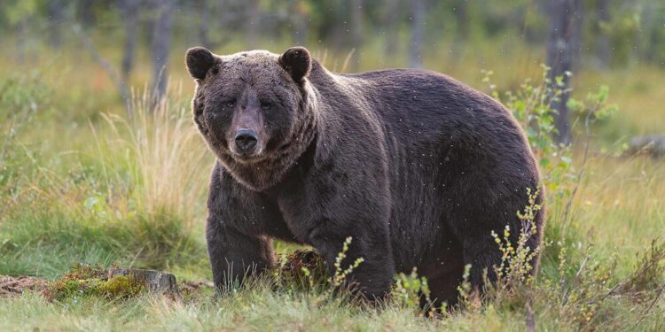 Slovakia to cull 350 brown bears after fatal attack – EL PAÍS English