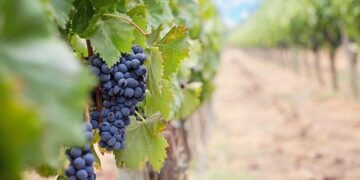 Micro-wineries in Cyprus hope to give the world’s oldest named wine a comeback – AP News