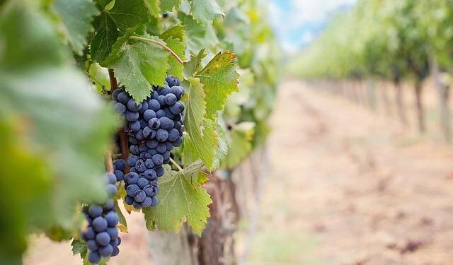 Micro-wineries in Cyprus hope to give the world’s oldest named wine a comeback – AP News