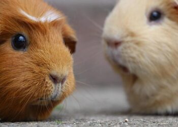 Guinea ex-ruler Moussa Dadis Camara pardoned over stadium massacre – BBC