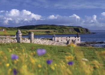 Rathlin Island: Nettle roots arrive to support corncrakes – BBC