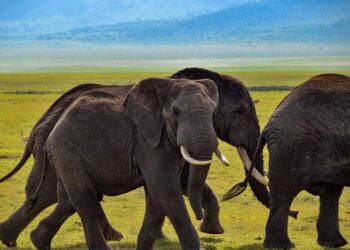 Study Reveals How Elephants Crossed from Africa to Asia – GreekReporter.com