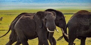 Study Reveals How Elephants Crossed from Africa to Asia – GreekReporter.com