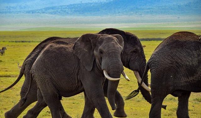 Study Reveals How Elephants Crossed from Africa to Asia – GreekReporter.com