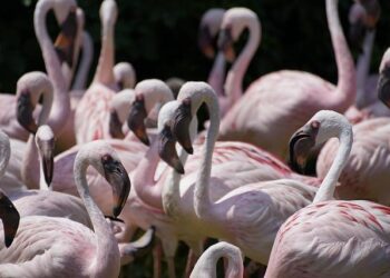 Wealth and Warfare Empower a Rwanda-Backed Militant Group in Congo – The New York Times