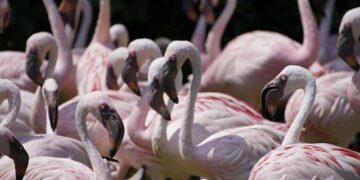 Wealth and Warfare Empower a Rwanda-Backed Militant Group in Congo – The New York Times