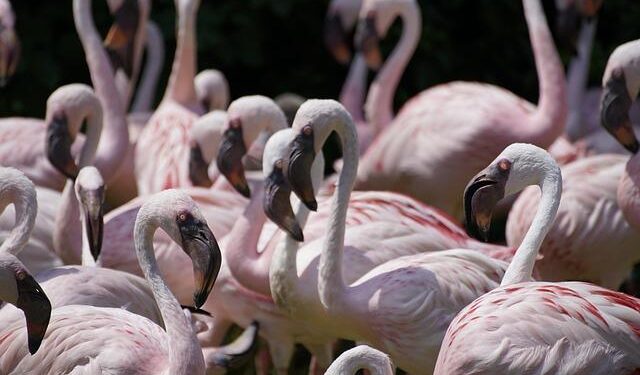 Wealth and Warfare Empower a Rwanda-Backed Militant Group in Congo – The New York Times