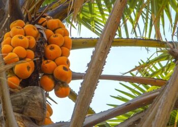 Nigeria, four others launch polio vaccination campaign – The Guardian Nigeria News