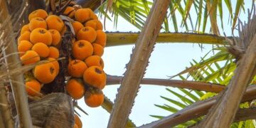 Nigeria, four others launch polio vaccination campaign – The Guardian Nigeria News