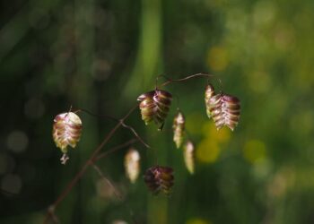 ‘Never seems to end’: exhausted quake-hit Vanuatu rebuilds again – The Guardian