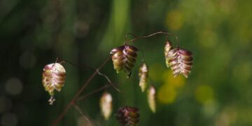 ‘Never seems to end’: exhausted quake-hit Vanuatu rebuilds again – The Guardian