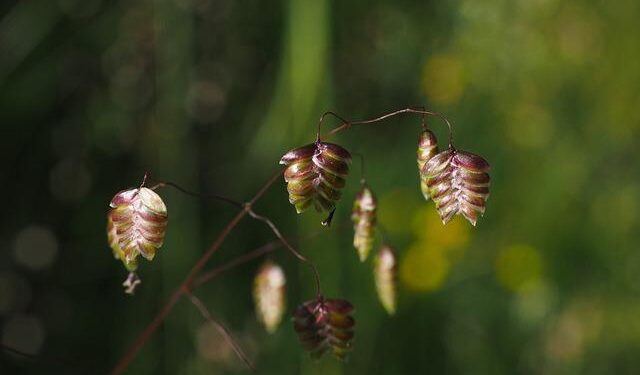 ‘Never seems to end’: exhausted quake-hit Vanuatu rebuilds again – The Guardian